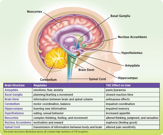 NIDA10-INS2_THC-Brain-v1.jpg